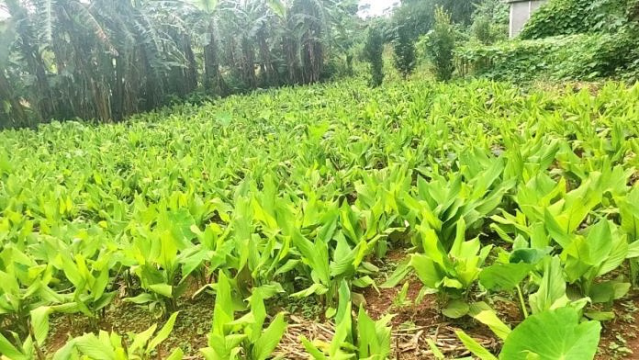 Turmeric cultivation in Meghalaya